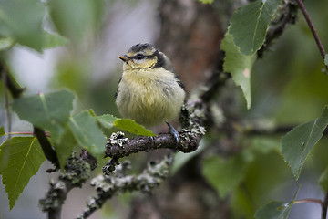 Image showing blue tit