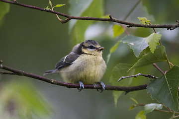 Image showing blue tit chick