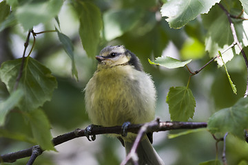 Image showing juvenile blue tit