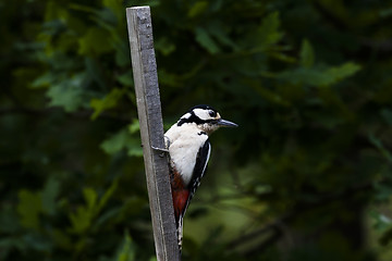 Image showing greater spotted woodpecker