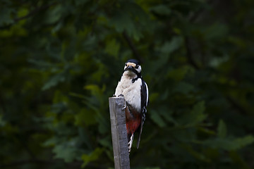 Image showing greater spotted woodpecker