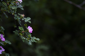 Image showing roses