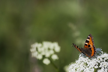 Image showing  small tortoiseshell