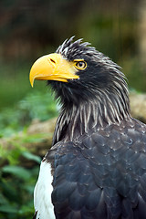 Image showing Steller\'s sea eagle