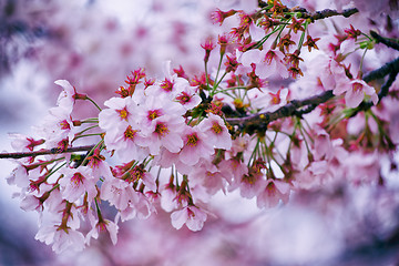 Image showing Beautiful cherry blossom sakura