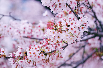 Image showing Beautiful cherry blossom sakura