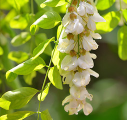 Image showing honey drops  with acacia blossoms