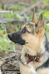 Image showing Portrait in profile of a half-breed dog yard and a German Shepherd who looks up