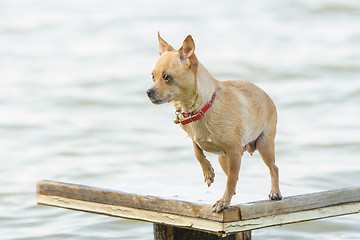 Image showing Chihuahua dog standing on wooden table near the river