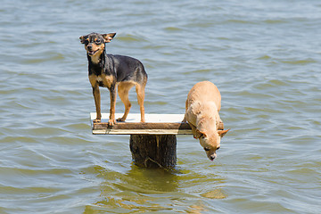 Image showing On the table on the river two dogs - Russian toy terrier and chihuahua who wants to jump into the water