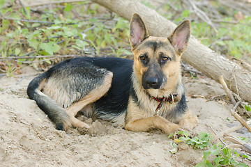 Image showing  Crossbreed dog yard and a German shepherd, lies on the sand