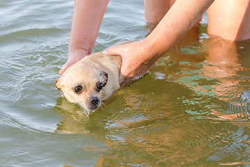 Image showing The river to swim frightened dog Chihuahua