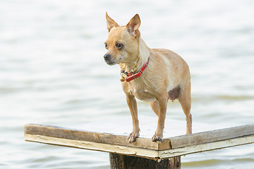 Image showing Take a dip in the river Chihuahua dog standing on a wooden table