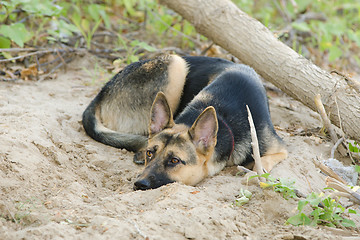 Image showing Crossbreed dog yard and a German shepherd, lies on the sand