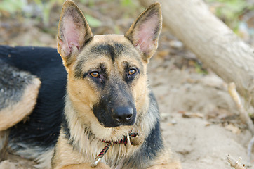 Image showing Portrait of a half-breed dog yard and a German Shepherd