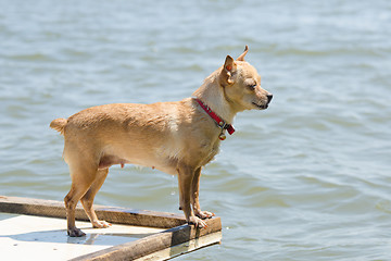 Image showing  Swim in the river chihuahua standing on a wooden table, view profile