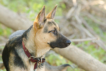 Image showing  Portrait in profile of a half-breed dog yard and a German shepherd, lies on the sand