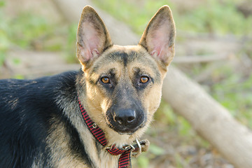 Image showing Portrait of a half-breed dog phases yard and a German Shepherd