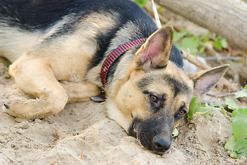 Image showing Crossbreed dog yard and a German Shepherd, with sad eyes lays on the sand