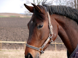 Image showing Horse