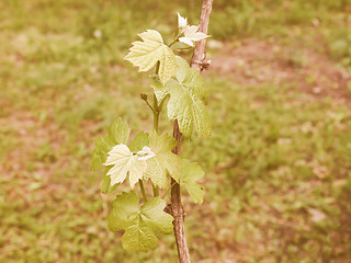 Image showing Retro looking Vitis plant