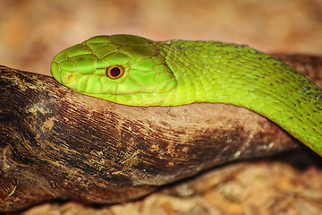 Image showing Eastern Green Mamba