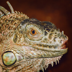 Image showing Portrait of Iguana