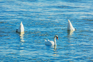 Image showing Dance of Swans