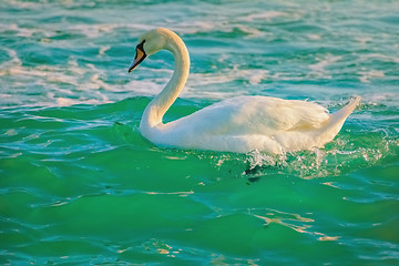 Image showing White Swan