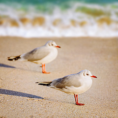 Image showing Seagulls on the Sand