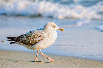 Image showing Young Seagull
