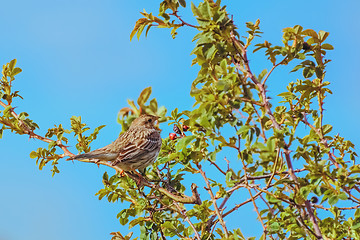 Image showing Bird Corn Bunting