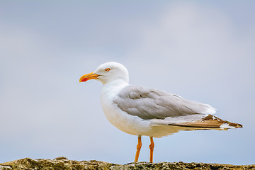 Image showing Seagull on the Fence