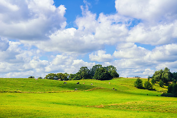 Image showing Pasture Land