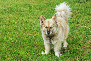 Image showing Dog on Grass