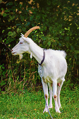 Image showing Goat on the Leash