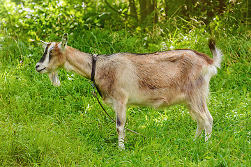 Image showing Billy Goat