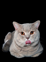 Image showing Loll Tongue of Mocking Gray British Cat