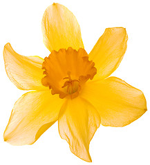 Image showing Narcissus Pseudonarcissus Cutout