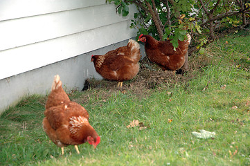 Image showing Three hens