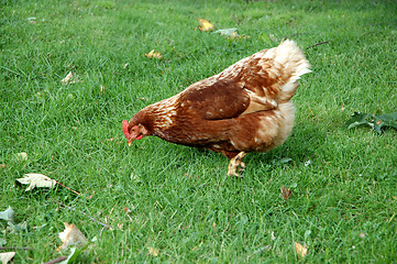 Image showing A hen