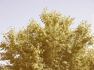 Image showing Retro looking Tree top