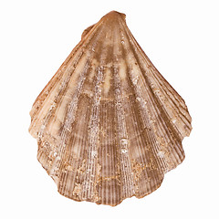 Image showing  Shell picture vintage