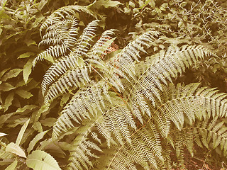 Image showing Retro looking Fern picture