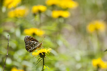 Image showing butterfly on yellow flower