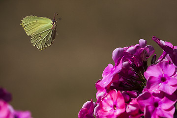 Image showing flying butterfly