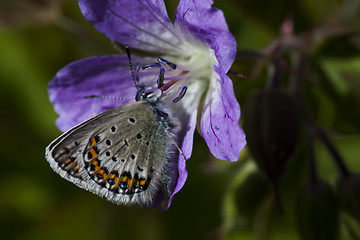 Image showing blue butterfly