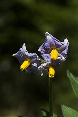 Image showing solanum