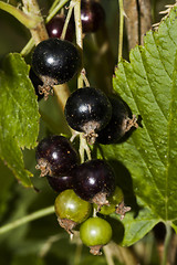 Image showing black currants