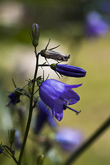 Image showing blue bells